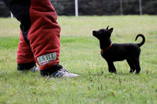 Un análisis del trabajo del agitador de perros