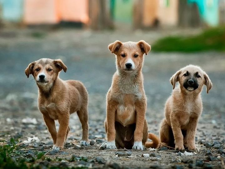 son malos los perros mestizos