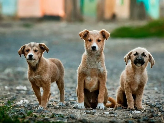 ¿Puede un perro criollo entrenarse para guardia y protección?