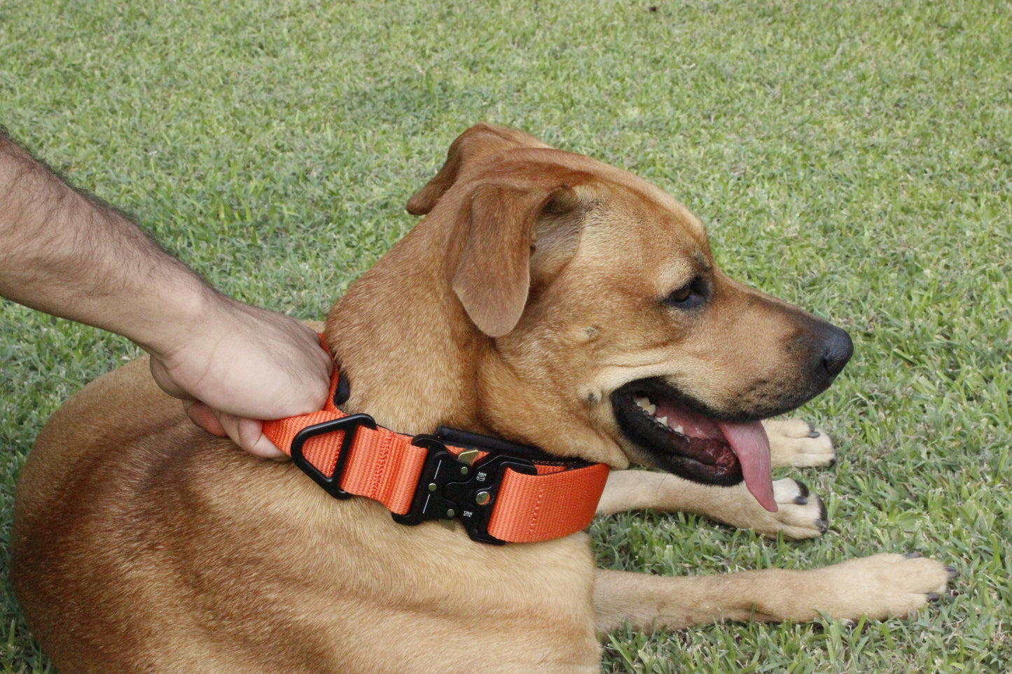 Collar Táctico