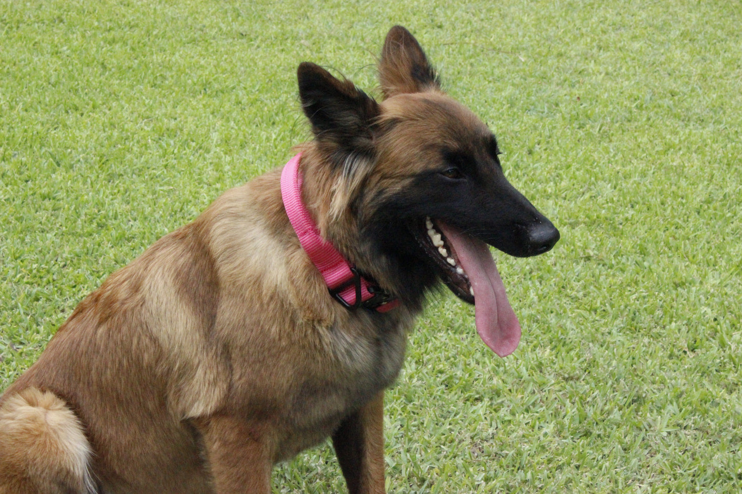 Collar Táctico