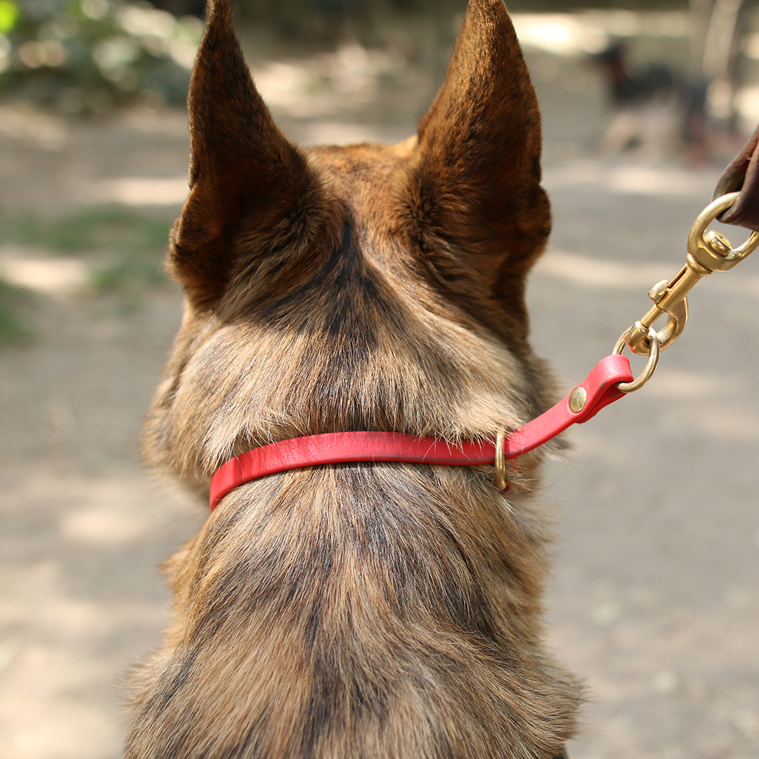 Collar de educación de biothane