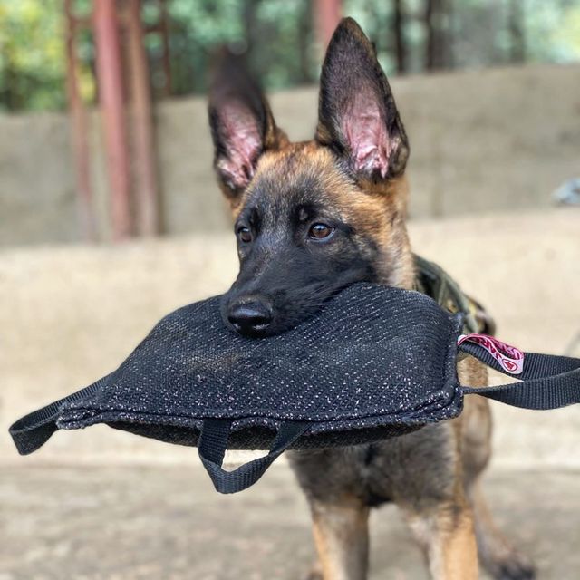 mordedera-para-perro