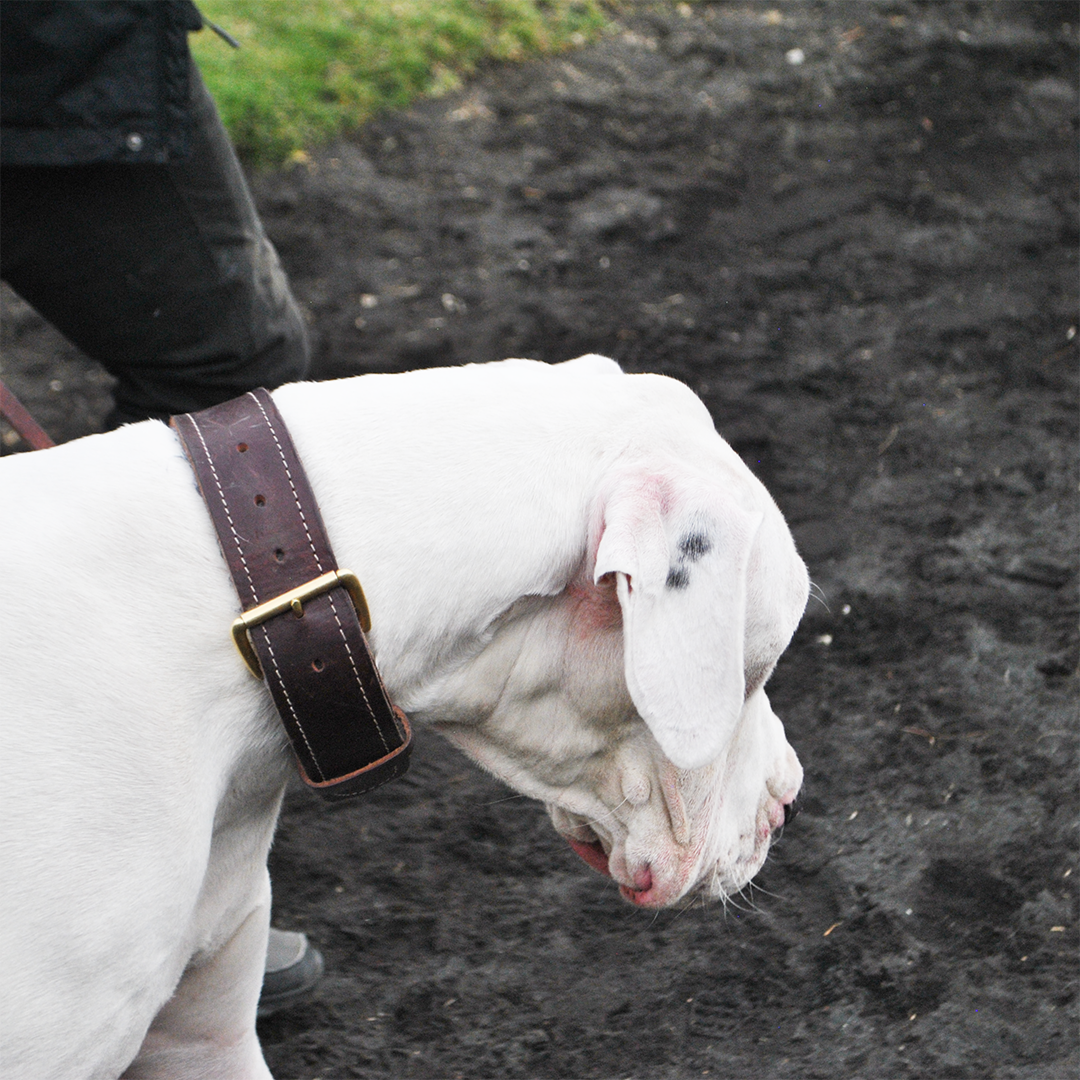 Collar de Piel